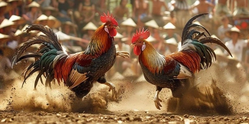 3 loại hình đá gà được cộng đồng yêu thích