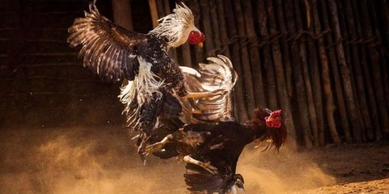 Giới thiệu chung về sảnh đá gà Hi88