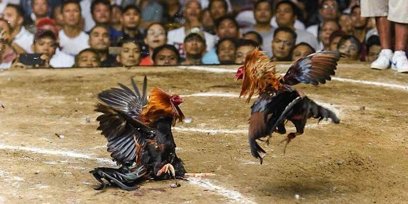 Muốn thắng khi chơi đá gà Hi88 cần nắm các mẹo sau