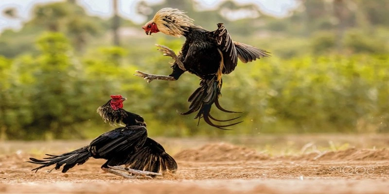 Nghiên cứu kỹ lưỡng thông tin chiến kê