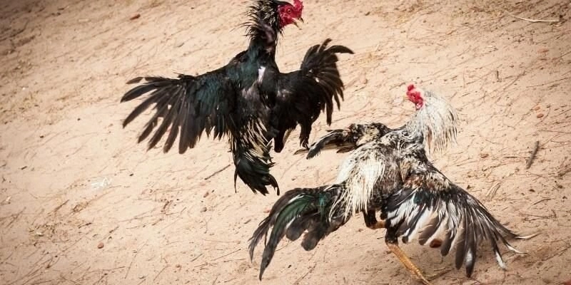 Quá trình hình thành phát triển của đá gà Hi88